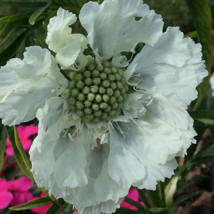 Plant image Scabiosa caucasica 'Alba'