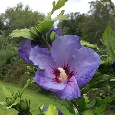 Hibiscus syriacus 'Oiseau Bleu' syn. Hibiscus syriacus 'Blue Bird'