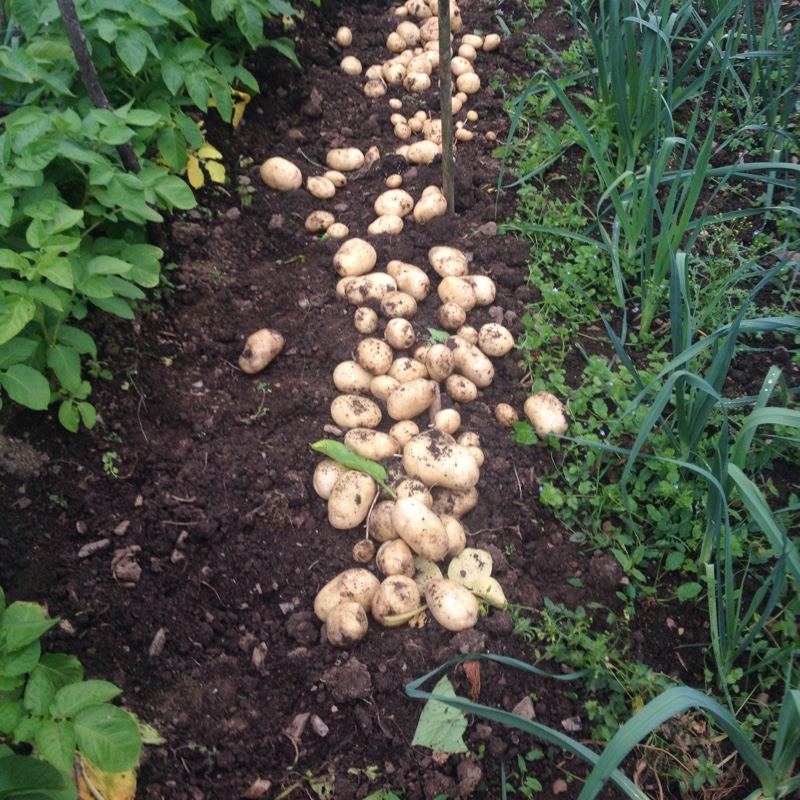 Plant image Solanum tuberosum 'Maris Bard'