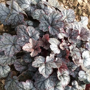 Heuchera 'Pwheu0104' syn. Heuchera 'Sugar Frosting'