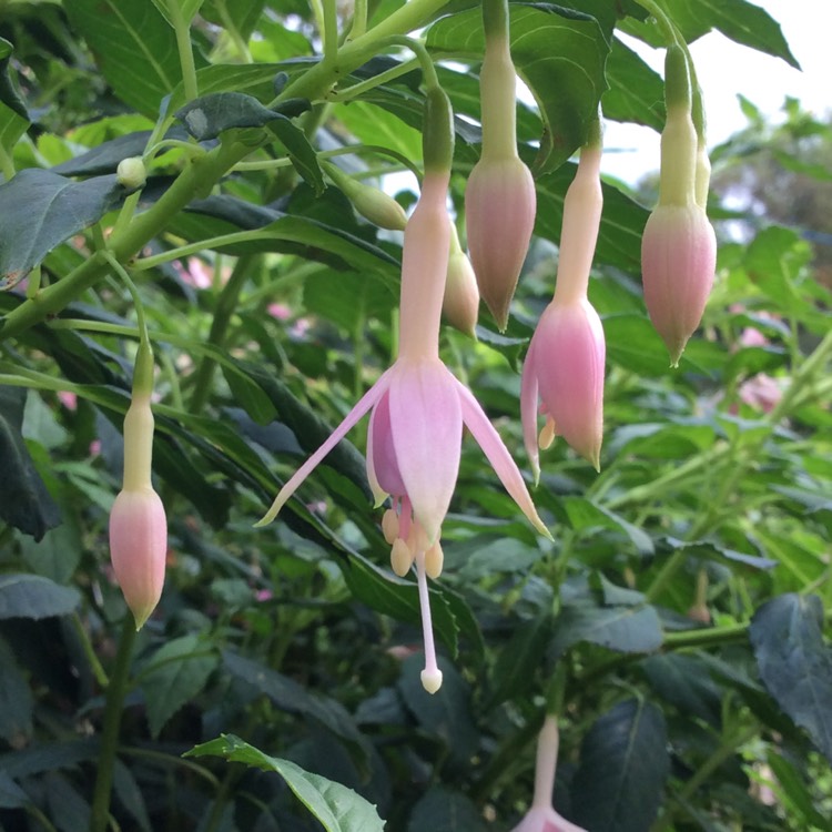 Plant image Fuchsia 'White Knights Blush'