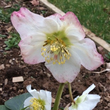 Helleborus niger