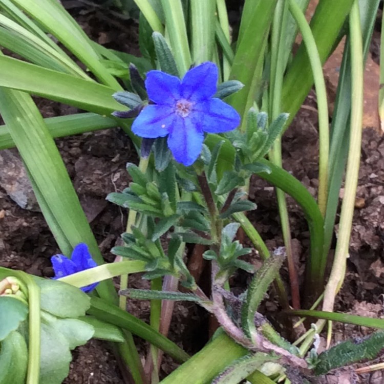 Plant image Lithodora Diffusa 'Compact Blue'