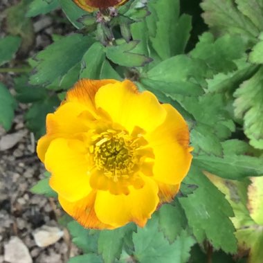 Trollius 'Dancing Flame'