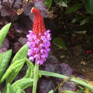 Primula vialii