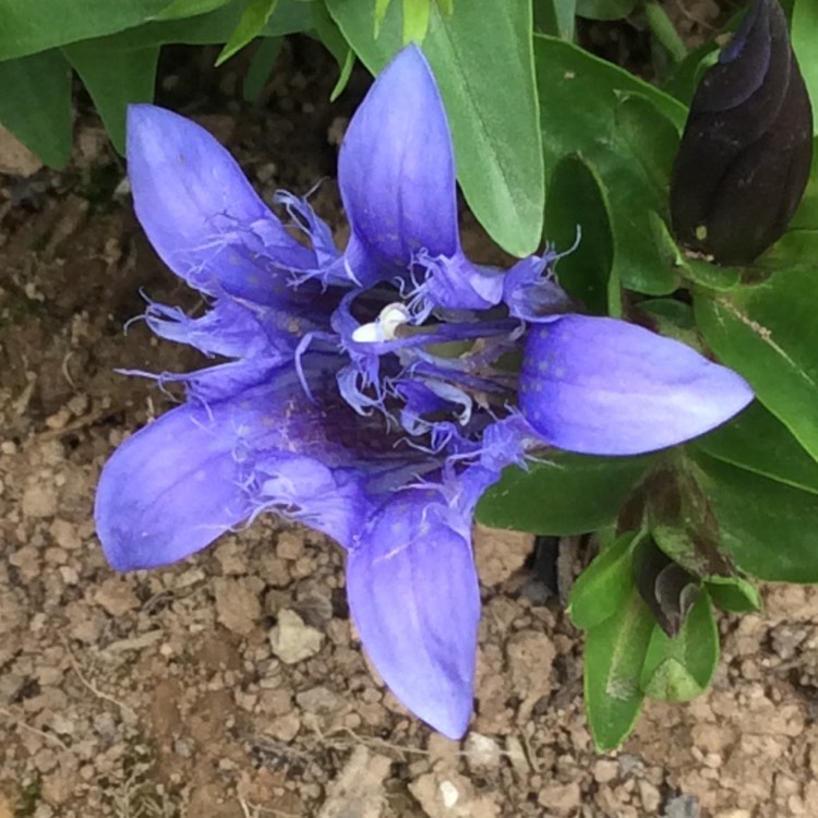 Plant image Gentiana