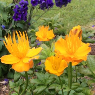 Trollius 'Dancing Flame'