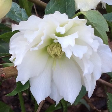 Helleborus x hybridus 'Harvington Double White'