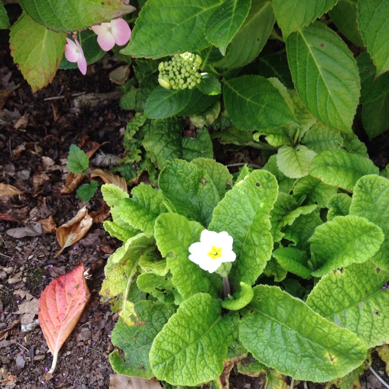 Plant image Primula vulgaris 'Bulgaria'