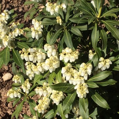 Pieris japonica 'Purity'