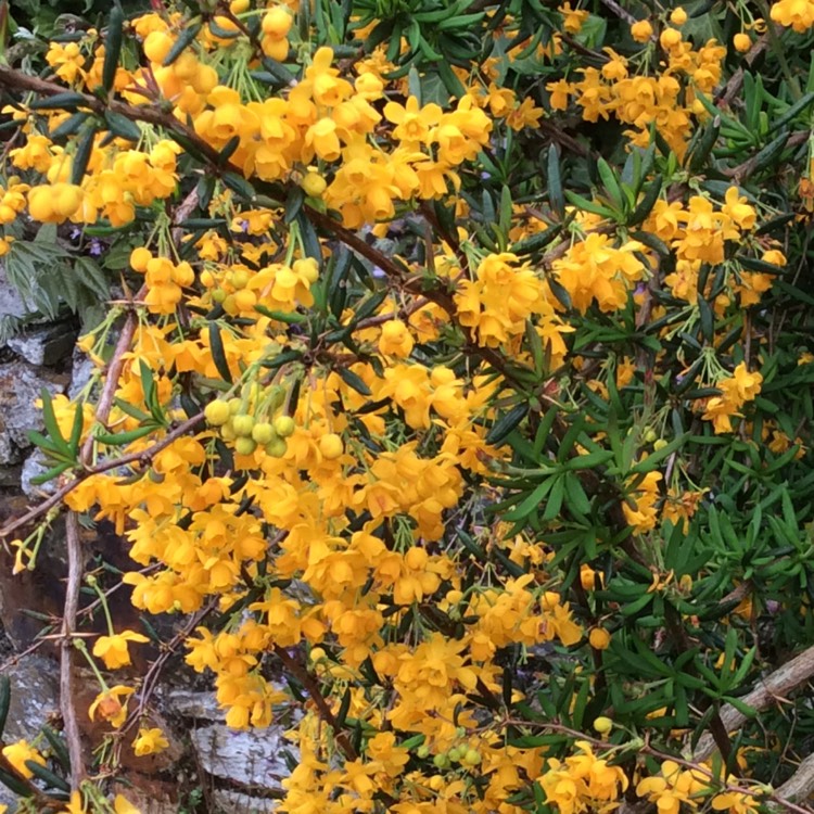 Plant image Berberis x stenophylla 'Crawley Gem'