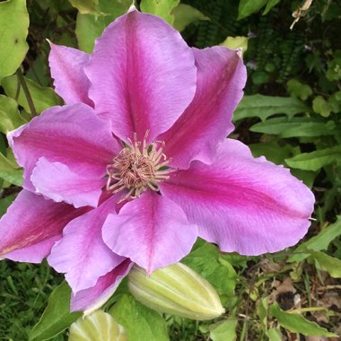 Clematis 'Bees Jubilee'