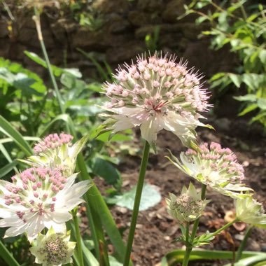 Astrantia major 'Gracilis'