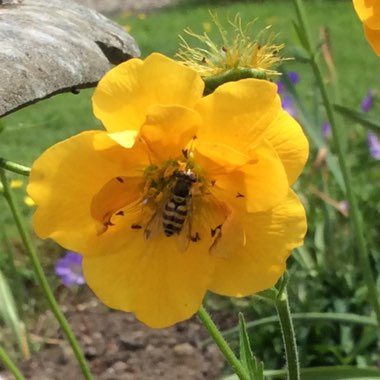 Potentilla megalantha 'Gold Sovereign'