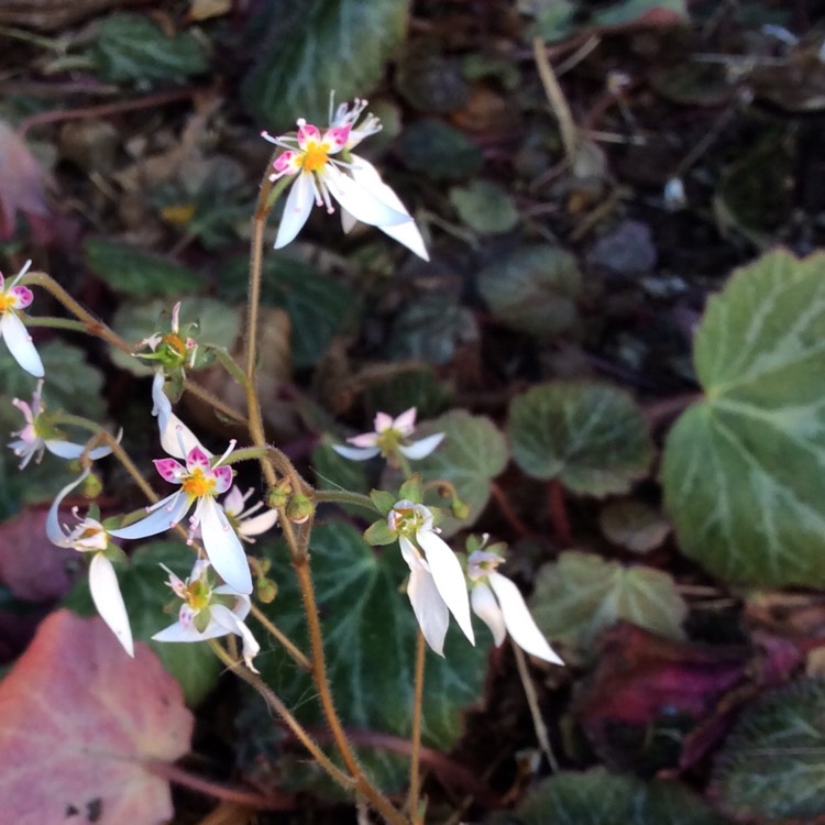 Plant image Saxifraga stolonifera