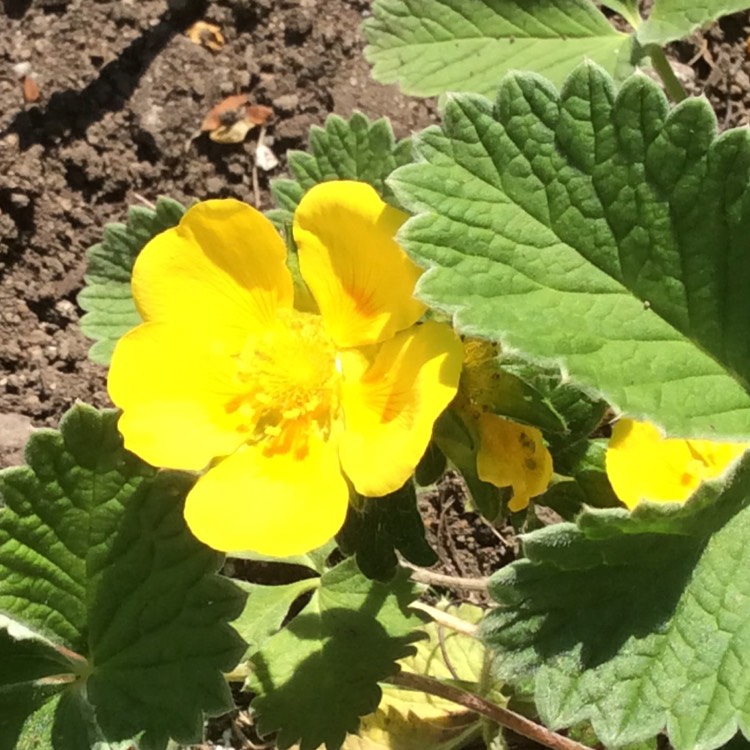 Potentilla megalantha 'Gold Sovereign', Potentilla 'Gold Sovereign ...