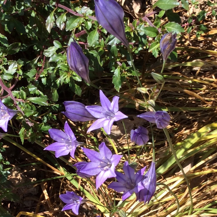 Plant image Triteleia 'Queen Fabiola' syn. Brodiaea 'Queen Fabiola'