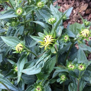 Rudbeckia fulgida var. sullivantii 'Goldsturm'