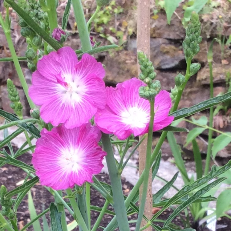 Plant image Sidalcea malviflora x 'Rosanna'