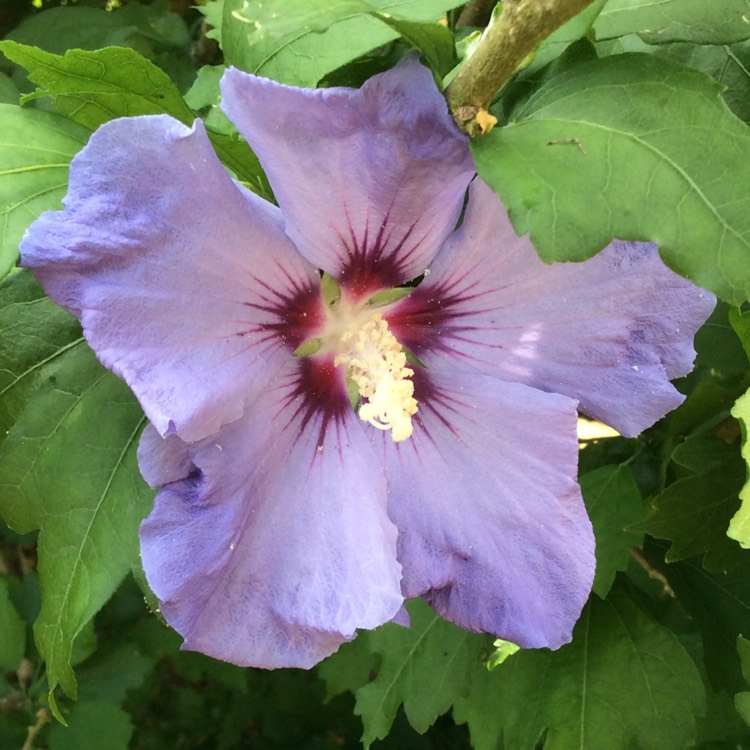 Hibiscus Syriacus 'Oiseau Blue' syn. 'Blue Bird', Rose of Sharon 'Blue ...