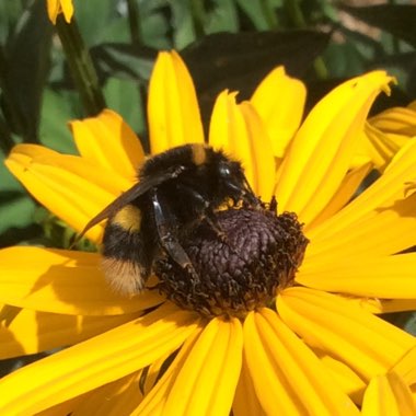 Rudbeckia fulgida var. sullivantii 'Goldsturm'