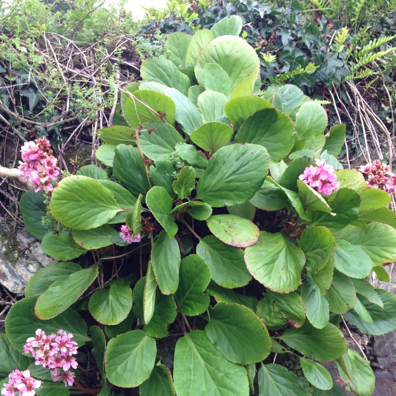 Plant image Bergenia 'Morgenrote' syn. Bergenia 'Morning Red'