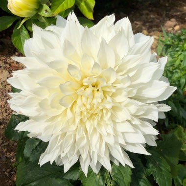 Dahlia (Border Varieties)