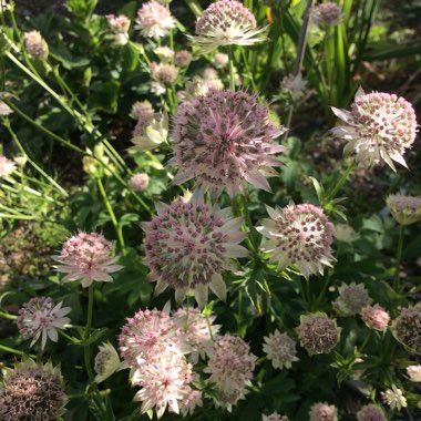 Astrantia major 'Gracilis'