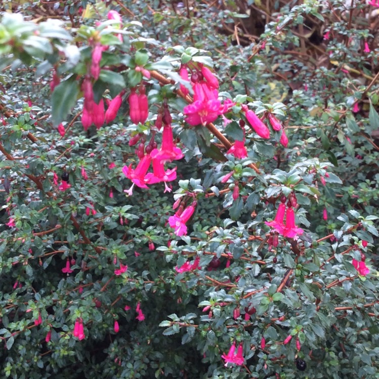 Plant image Fuchsia microphylla 'Pink'