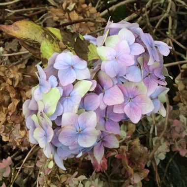 Hydrangea