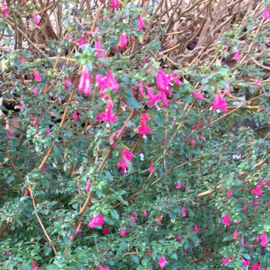 Fuchsia microphylla 'Pink'