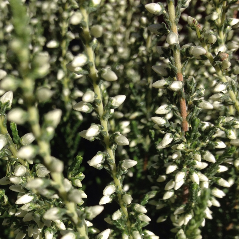 Calluna Vulgaris 'Madonna' (Garden Girls Series), Common Heather ...