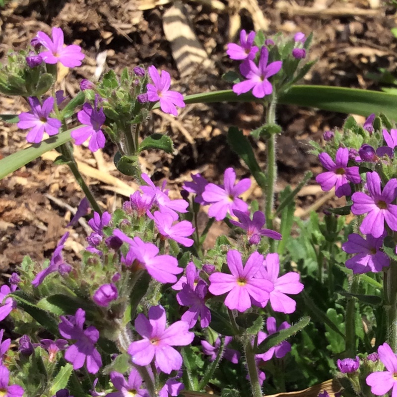 Plant image Erinus alpinus