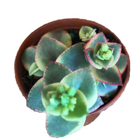 Plant image Crassula 'Isabella'