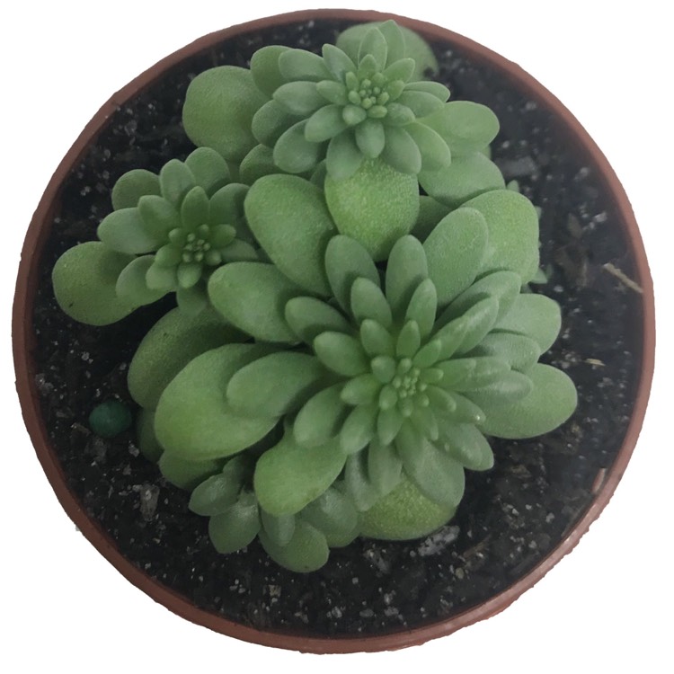 Plant image Sedum Pallidum