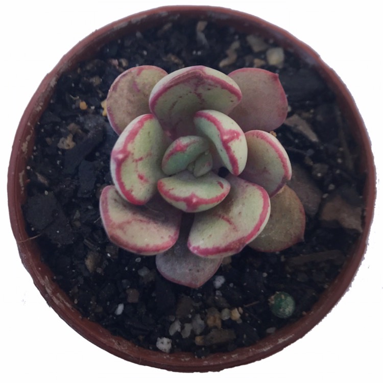 Plant image Echeveria Bella Rouge