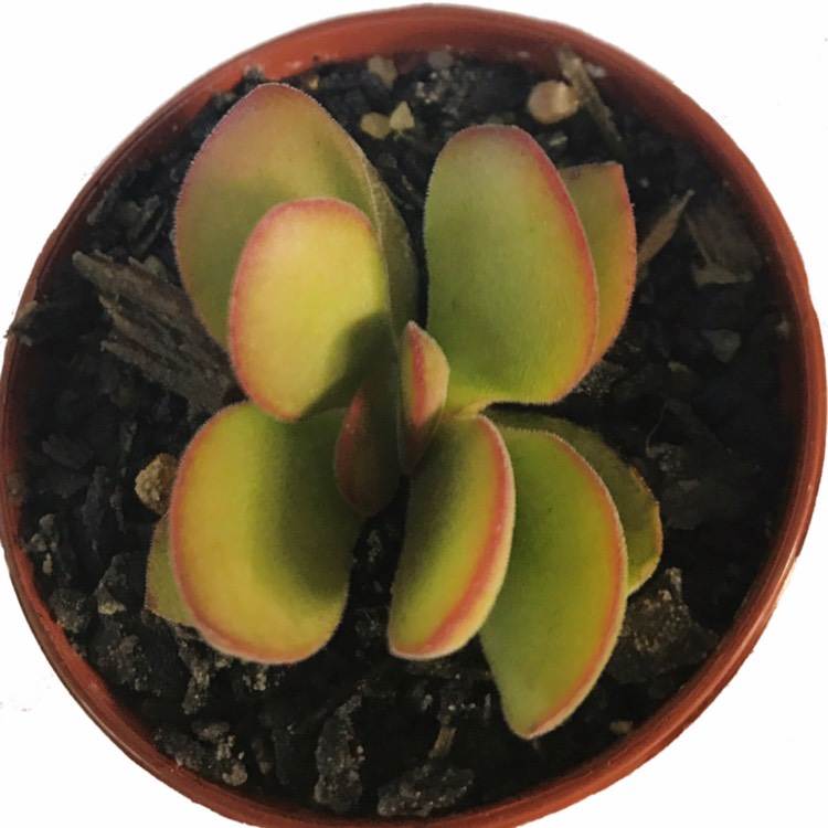 Plant image Crassula Ovata