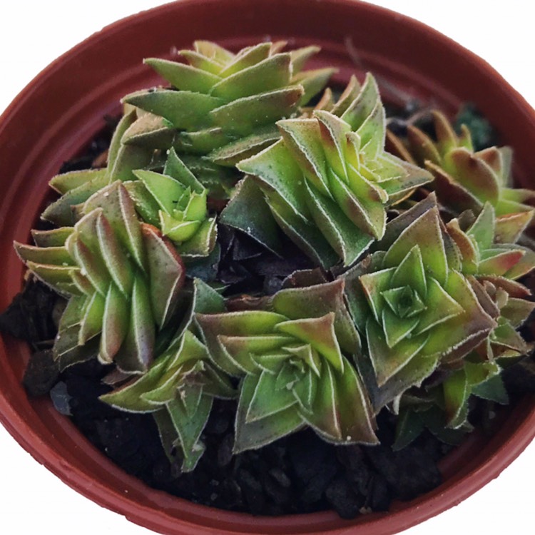 Plant image Crassula Alpestris subsp. Alpestris