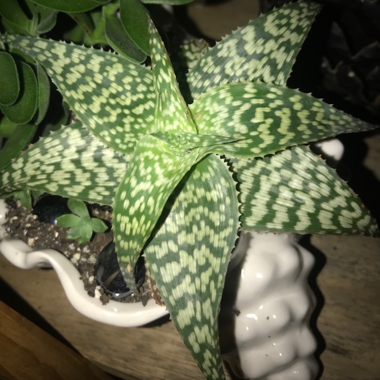 Plant image Aloe 'White Fox'