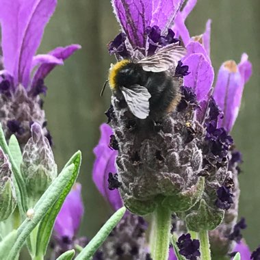 Lavender (Species) Lavender stoechas