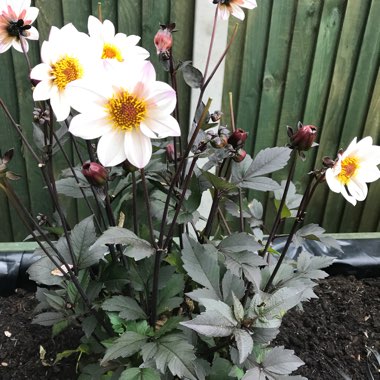 Dahlia 'Bishop of Dover' (Single-flowered)