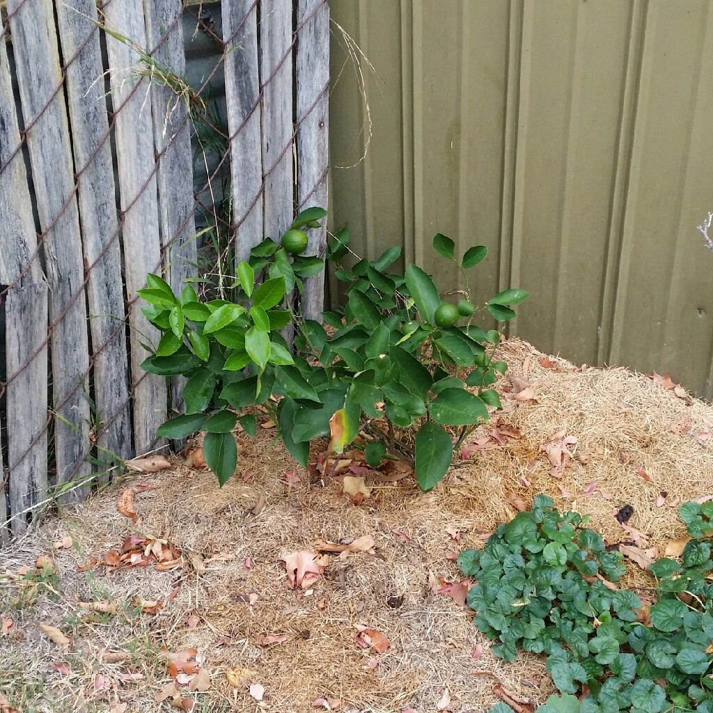 Meyer Lemon Tree