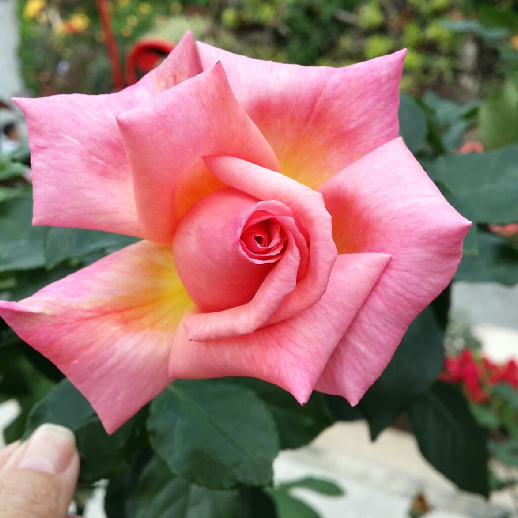 Rose (Hybrid Tea)