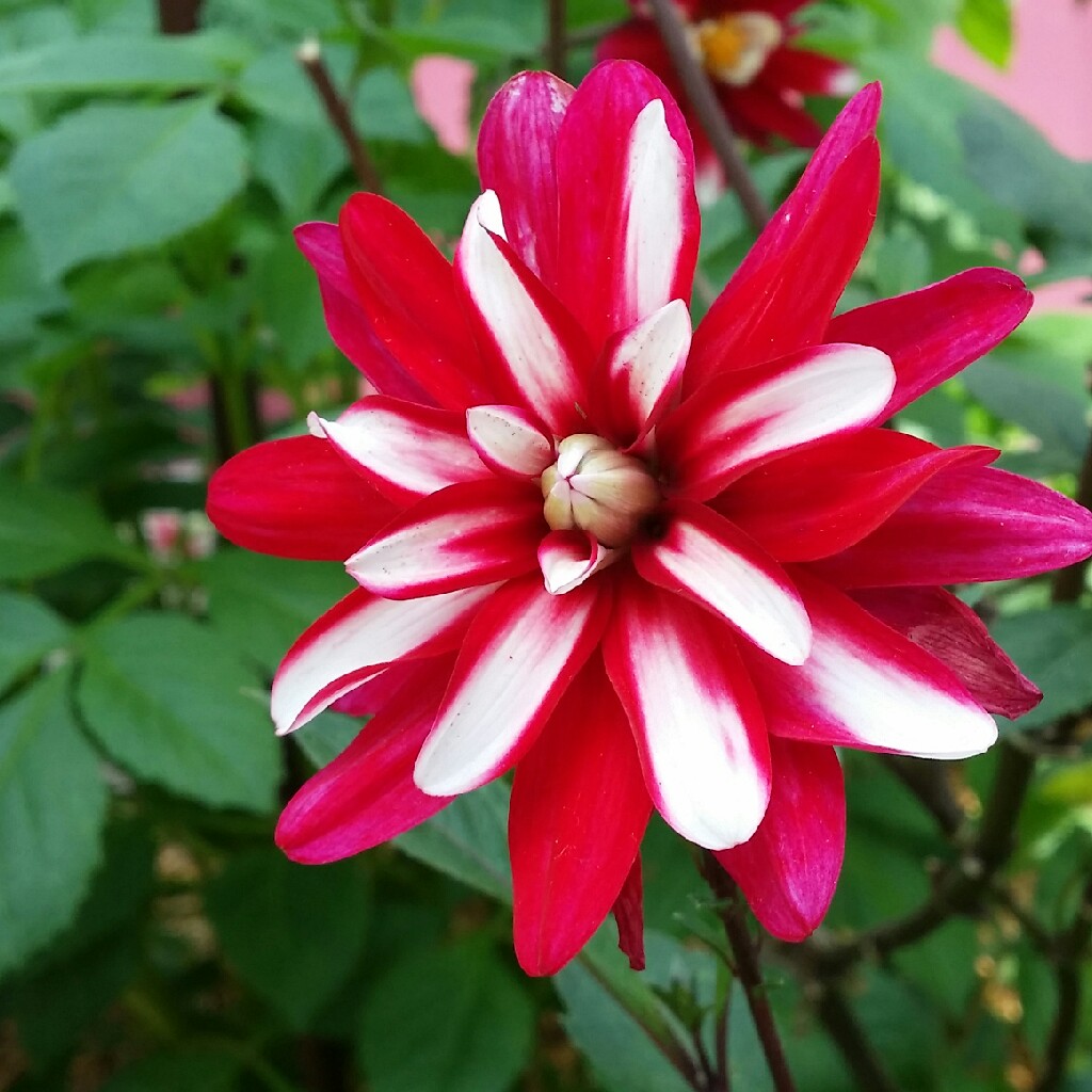 Dahlia 'Night Butterfly'