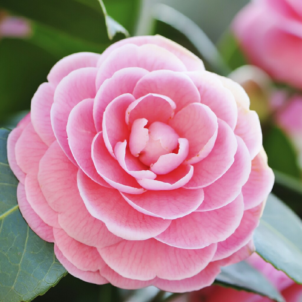 Camellia