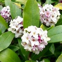 Gold-edged winter Daphne