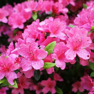 Azalea 'Kermesina'