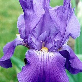 Iris