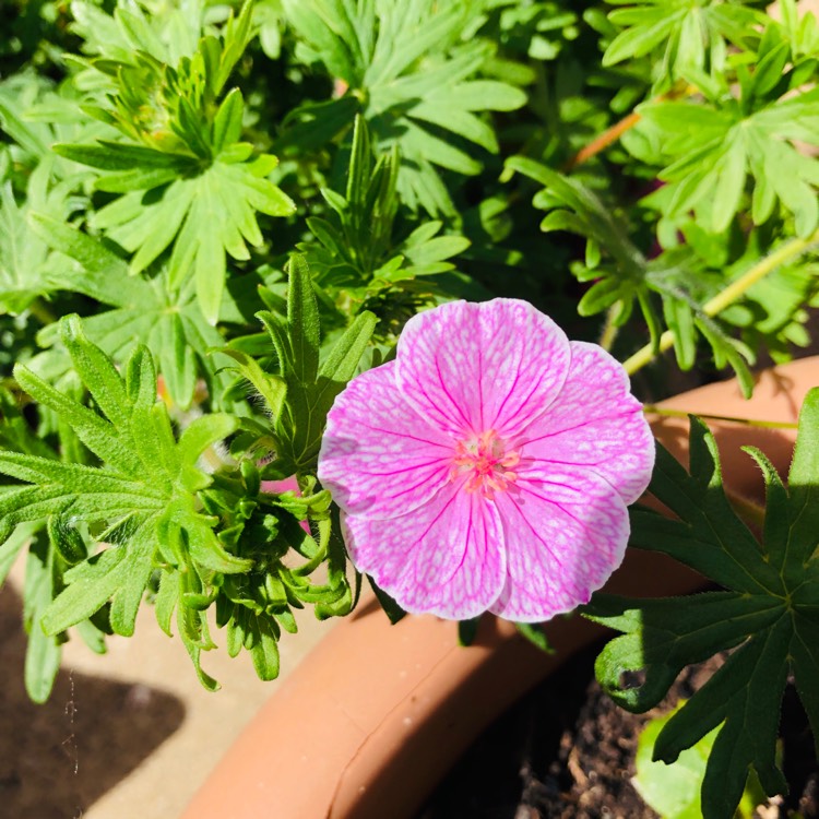 Plant image Geranium sanguineum 'Vision Light Pink' (Vision Series)