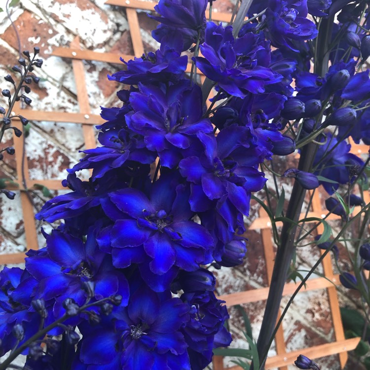 Plant image Delphinium 'Black Knight'